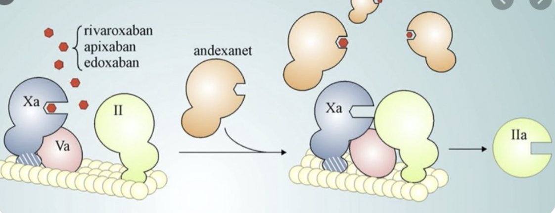 AndexXa (coagulation factor Xa (recombinant), inactivated -zhzo ...