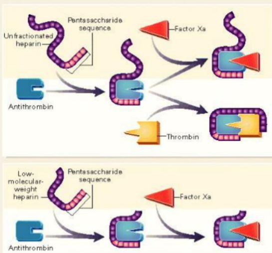 Bevyxxa Betrixaban Astrazeneca